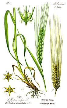Botanical illustration of leafy stem with roots, flowers, and 2- and 6-row ears Illustration Hordeum vulgare1.jpg