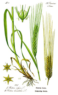 Bere (Hordeum vulgare)