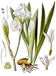 Iris pallida — Ирис бледный