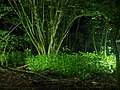 LED Lights in a Forest area