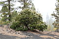 Erica arborea mature specimen