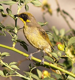 Bíborszárnyú mézevő (Lichenostomus cratitius)