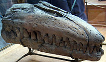 Liodon