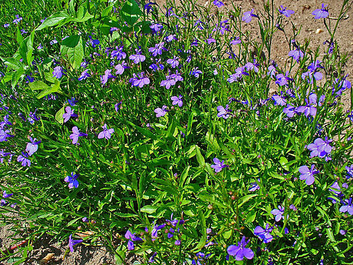 Lobelia erinus 001