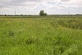 Meadow at Magor Marsh