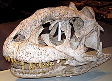 Majungasaurus crenatissimus (2) .jpg