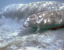 Underwater photo of three manatees swimming along bottom