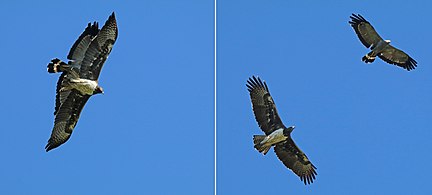 'n Volwasse styg langs 'n breëkoparend (Polemaetus bellicosus), Zimbabwe