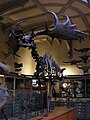 Skamieniały szkielet Megaloceros giganteus w Muzeum Historii Naturalnej w Paryżu.