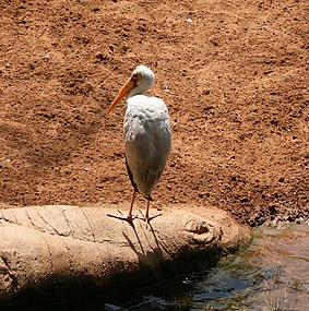 La Grădina Zoologică Fuengirola, Spania