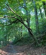 Buchenwald am Südrand des NSG