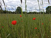 Natuurakkers met wilde klaprozen (Papaver spec.) in Cortenoever