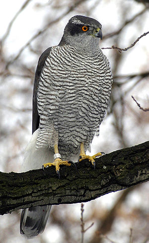 Northern Goshawk ad M2