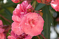 Oleander