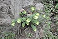 Rundblättriger Dost (Origanum rotundifolium)