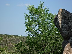 Pilaret de la Petja, a l'altra banda de la vall (Imatge amb anotacions)