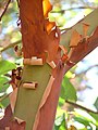 The peeling red papery bark is distinctive