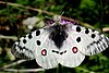 Parnassius apollo.