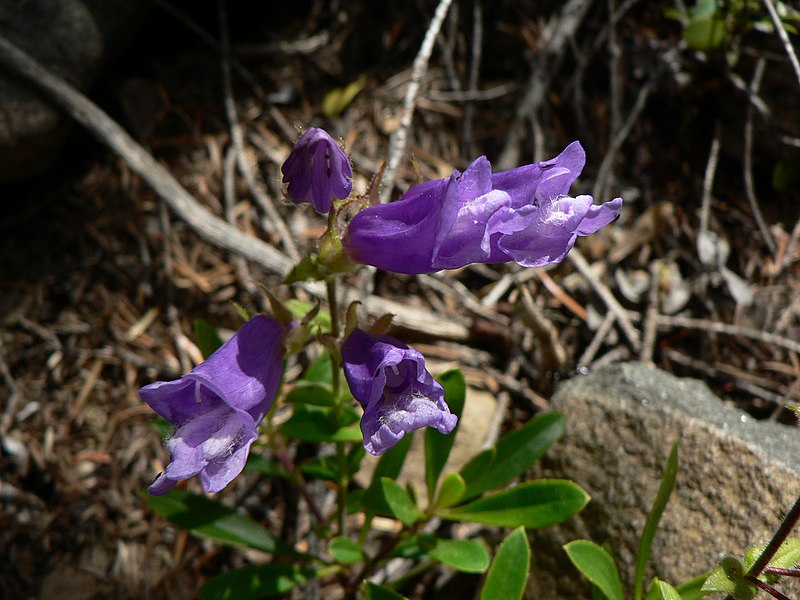 800px Penstemon fruticosus 15603