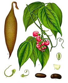 Physostigma venenosum