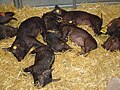 Duroc piglets