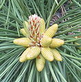 Männliche Blütenstände der Schwarzkiefer (Pinus nigra)