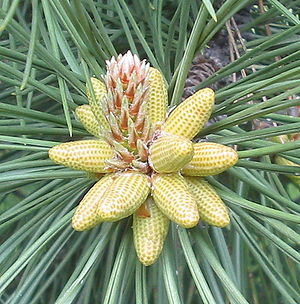 Pine cone crop bgiu