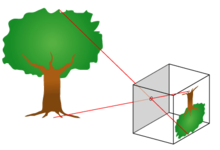 Изображение дерева, проецируемое в коробку через отверстие.