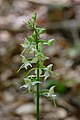 Grünliche Waldhyazinthe (Platanthera chlorantha)