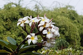 Salah satu tanaman di sekitar Puncak Chembra, Plumeria rubra