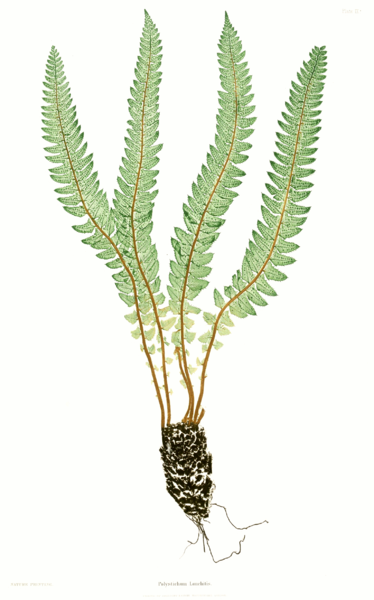 File:Polystichum lonchitis Moore9.png