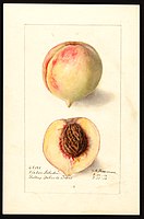 Image of the Victor Labodie variety of peaches (scientific name: Prunus persica), with this specimen originating in Dallas, Dallas County, Texas, United States. (1910)