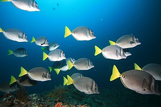 Many small reef fishes gain advantages by schooling.