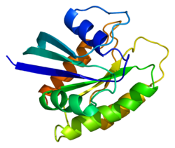 Protein NRAS PDB 121p.png