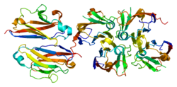 Протеин PIGR PDB 1xed.png