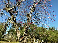 Цветущее растение с эпифитными бромелиевыми (Bromeliaceae) на стволе и ветвях. Куба, Сьенфуэгос, Ботанический сад Сьенфуэгоса[es], дендрарий, в культуре.