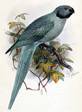 Illustration of a female Newton's parakeet