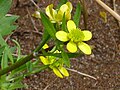 Ranunculus murinus