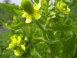 Düüwelsbit (Ranunculus sceleratus)