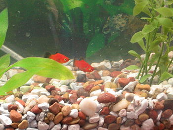 Two red wag platies (Xiphophorus Maculatus)