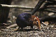 Black and red elephant shrew