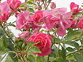 Grupo de rosas 'Mary Rose'.