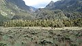 Bigo Bog in Rwenzori National Park, Oeganda