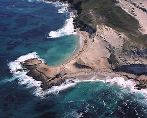 Colony of marine mammals (elephant seals, sea lions) at western tip of San Miguel Island, 40 years after the spill. This colony was affected by the oil spill; many of these animals were oiled, and an unknown number died. SanMiguelSeals.jpg