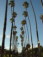 Palme Washingtonia robusta obdajajo Ocean Avenue v Santa Monici v Kaliforniji.