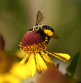 Escopa (suporte de pólen) de abelha Megachilidae.