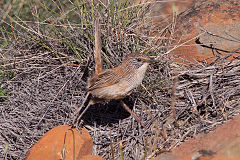 Description de l'image Short-tailed Grasswren (Amytornis merrotsyi).jpg.