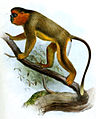 Langur čínský (Rhinopithecus roxellana), kresba