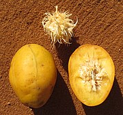 Goldpflaume (Ambarella) (Blätter als Gemüse)