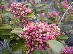 Santalum haleakalae